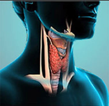 Thyroid Profile + Hemogram