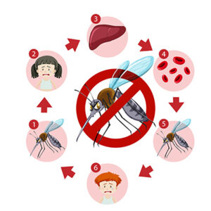 Monsoon Dengue Screening - 43 Parameters